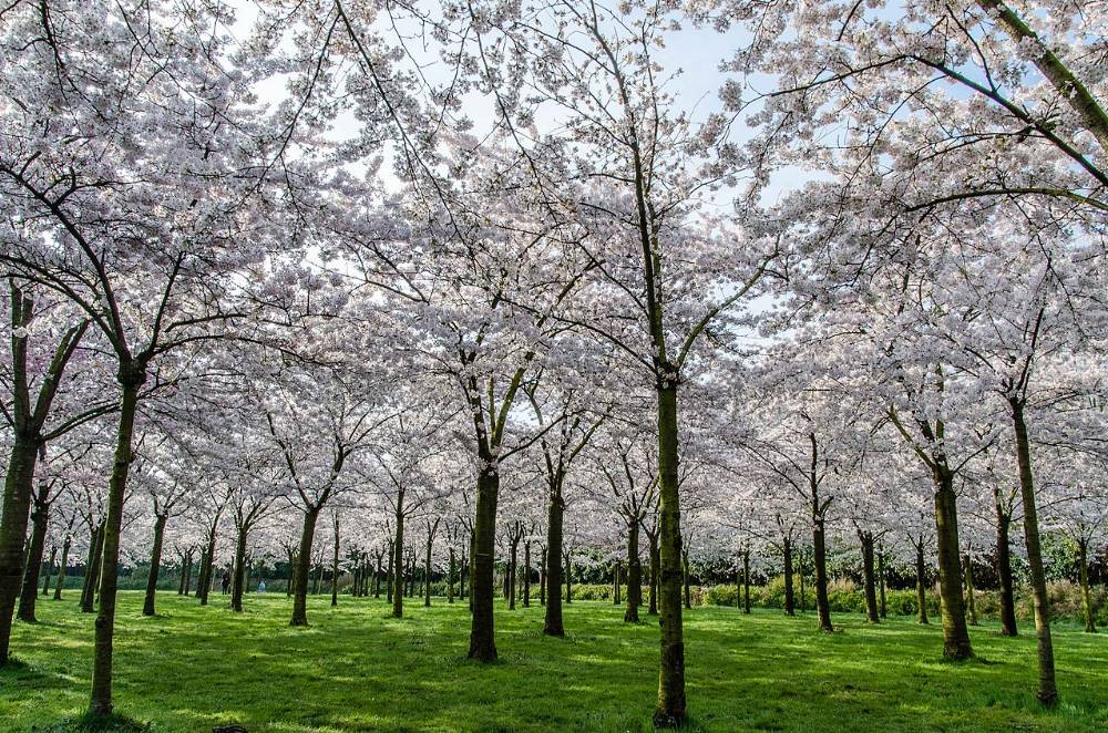 Amsterdamse Bos, Espace Vert à Amsterdam