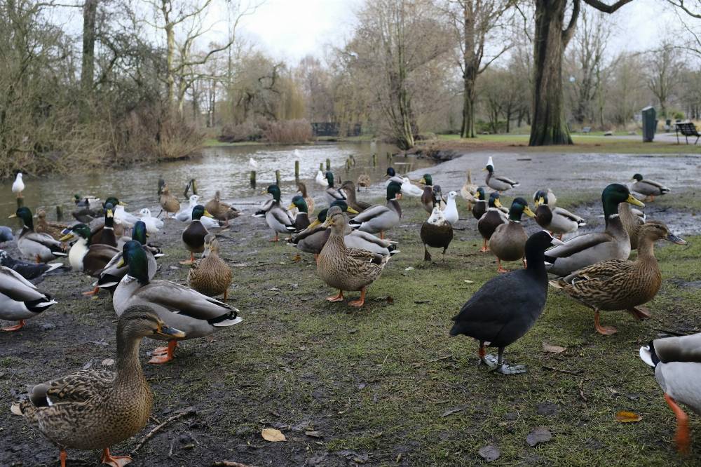 Oosterpark, Espace Vert à Amsterdam