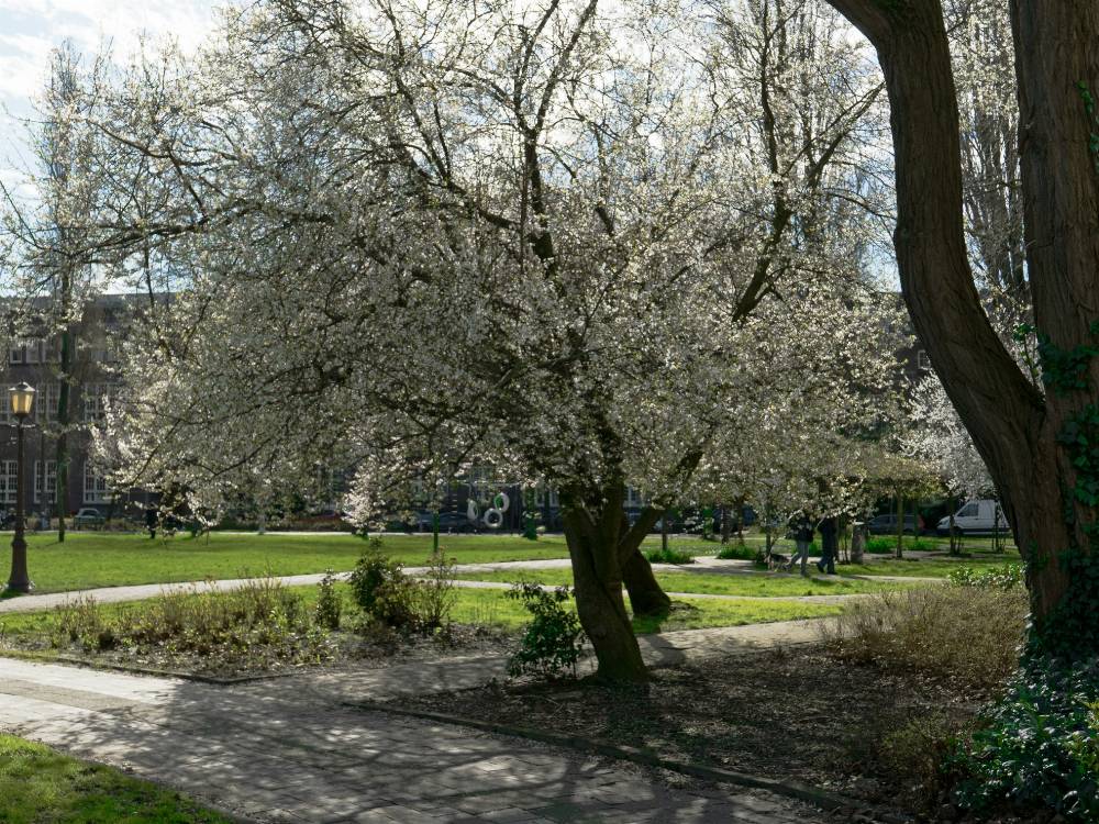 Meilleurs Espaces Verts d'Amsterdam pour se Reposer