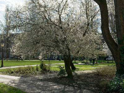 Meilleurs Espaces Verts d'Amsterdam pour se Reposer