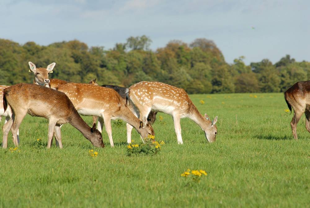 Phoenix Park, Dublin